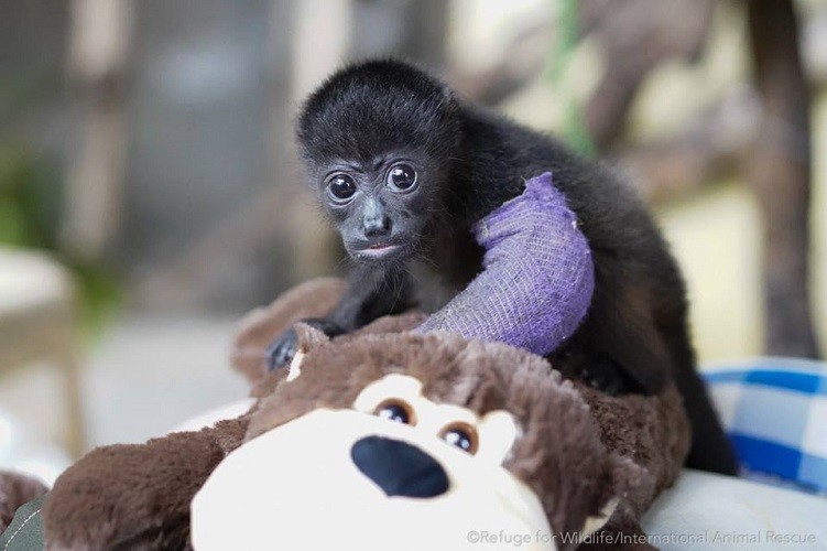 Refugio alerta por cantidad de monos congo electrocutados en Península de Nicoya