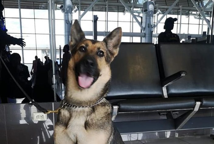 Conozca a Tina, la perrita policía que hizo un importante hallazgo en el Aeropuerto Juan Santamaría