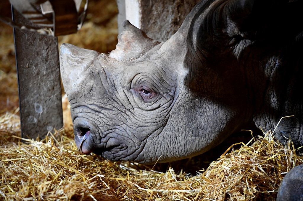 El rinoceronte “más viejo del mundo” muere en Tanzania a los 57 años