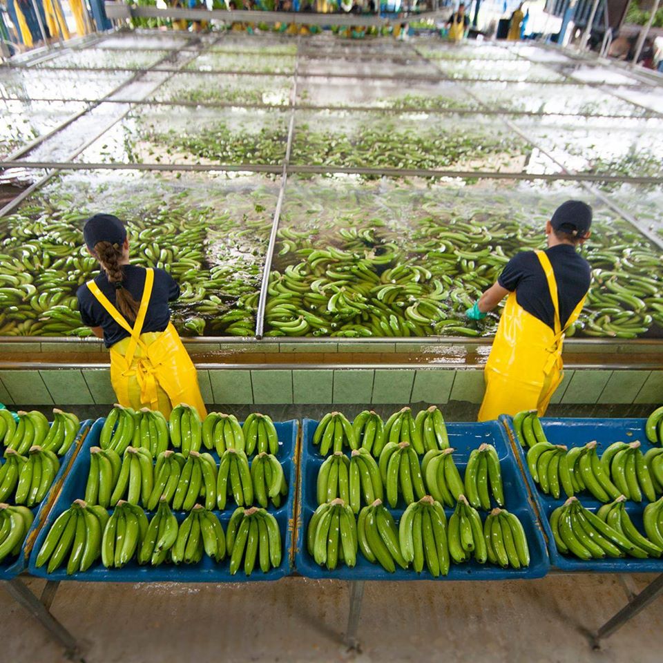 Precio mínimo de caja de banano subirá por primera vez desde 2010