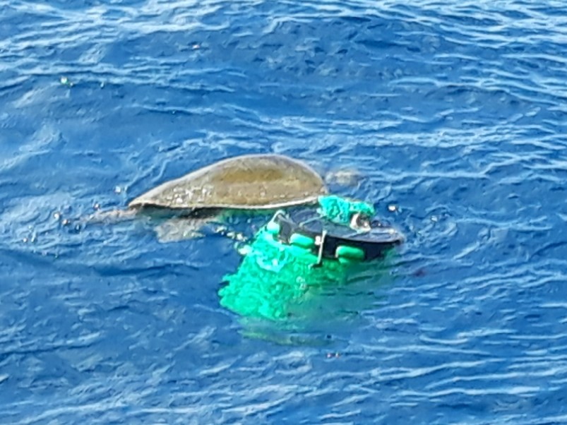 (VIDEO) Los océanos sufren: rescatan a tortuga con estañón plástico amarrado en aleta