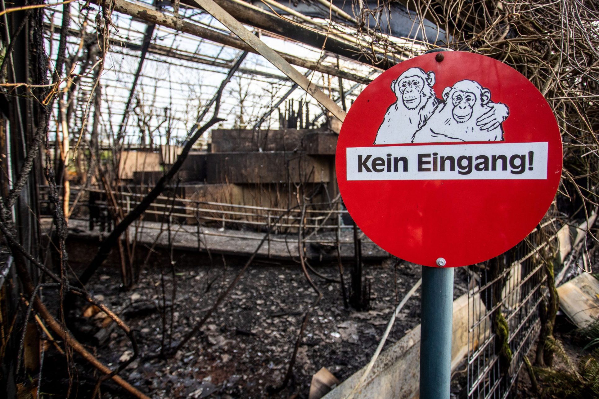 Muerte de decenas de monos en incendio de zoo en Alemania reaviva el debate por la pirotecnia