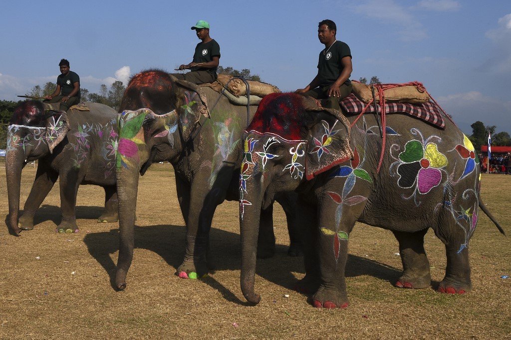 Festival de belleza de elefantes en Nepal, escrutado por maltrato