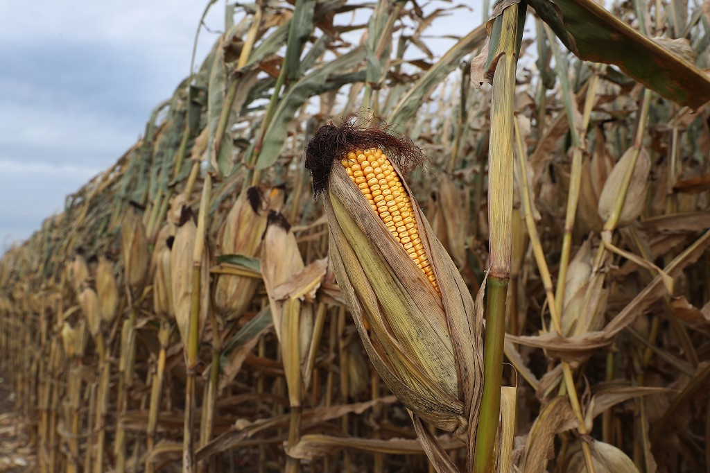 El maíz y la soya caen en Chicago tras firma del acuerdo entre China y EE.UU.
