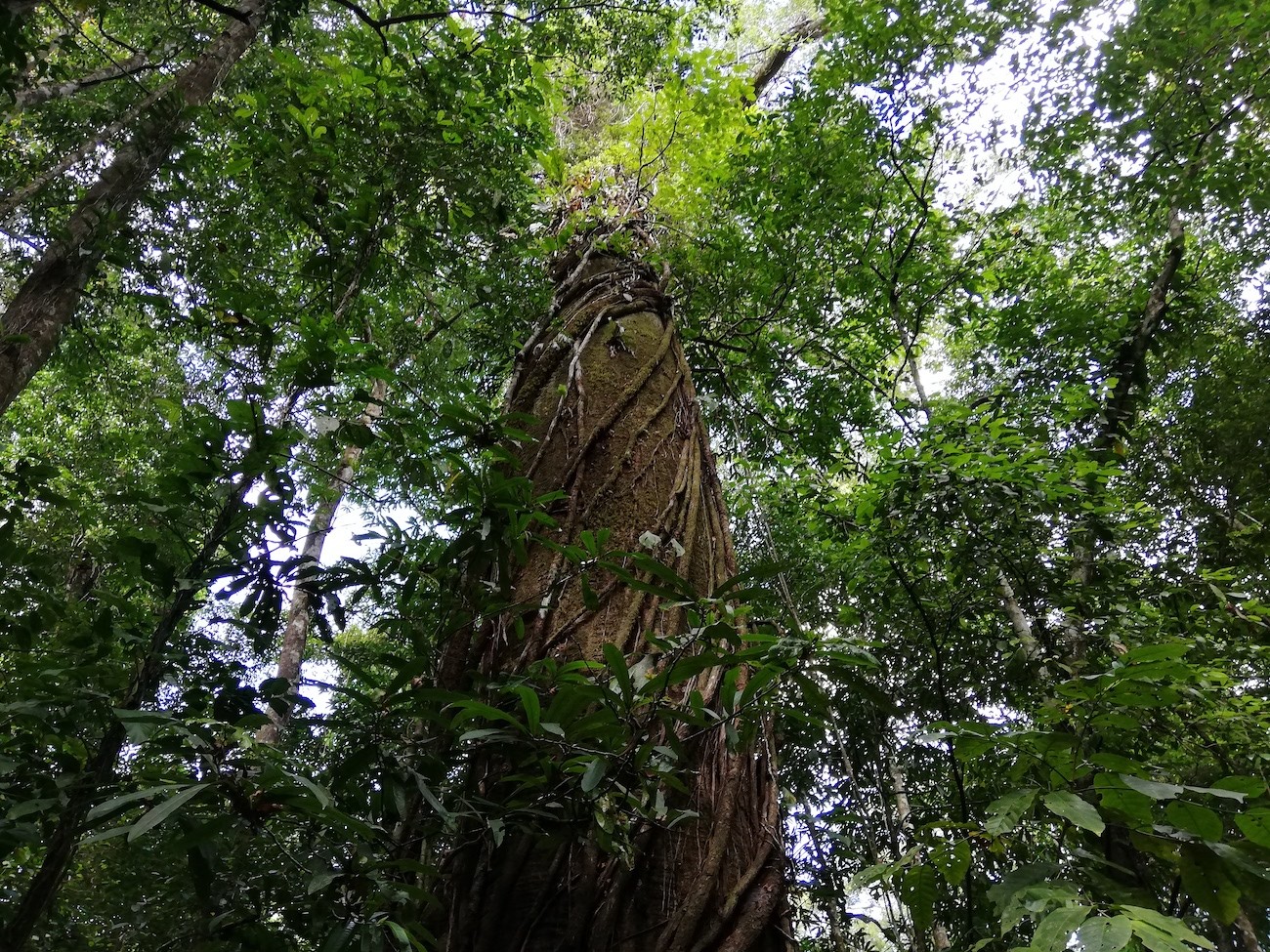 Costa Rica recibirá $60 millones del Banco Mundial para proteger bosques