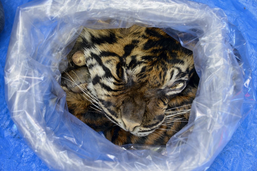 Arrestan a hombre en Indonesia por vender la piel de un tigre de Sumatra