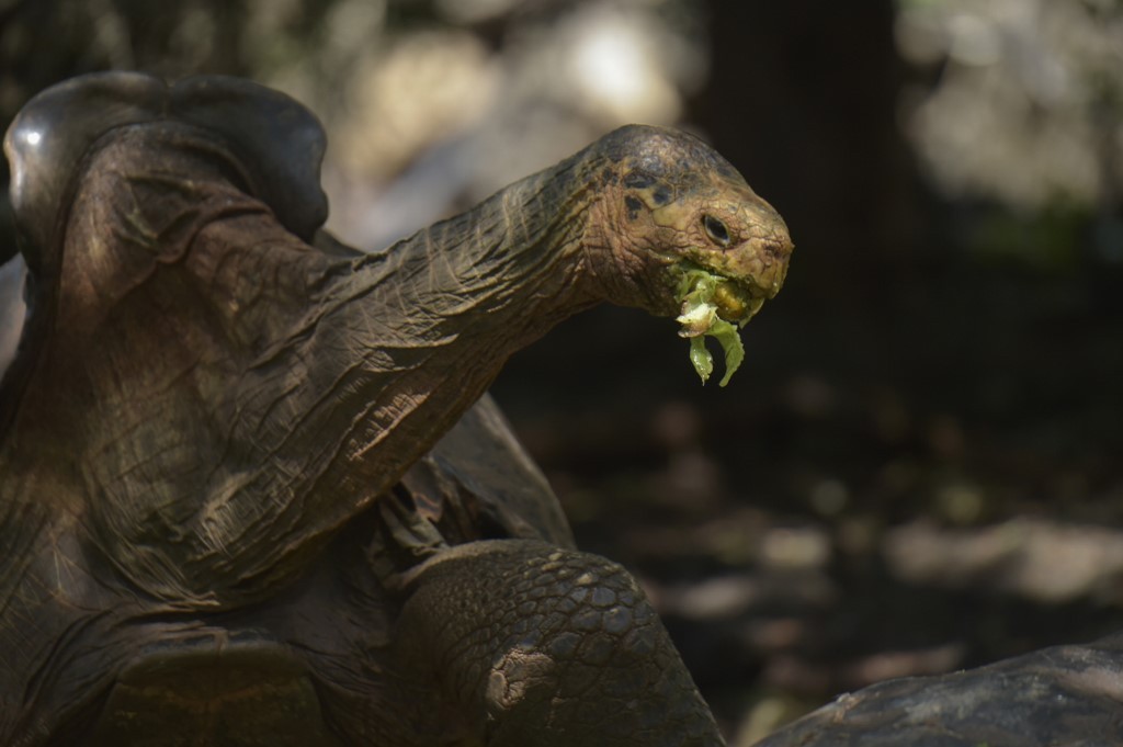 Diego, la tortuga de Galápagos que salvó a su especie, será liberada
