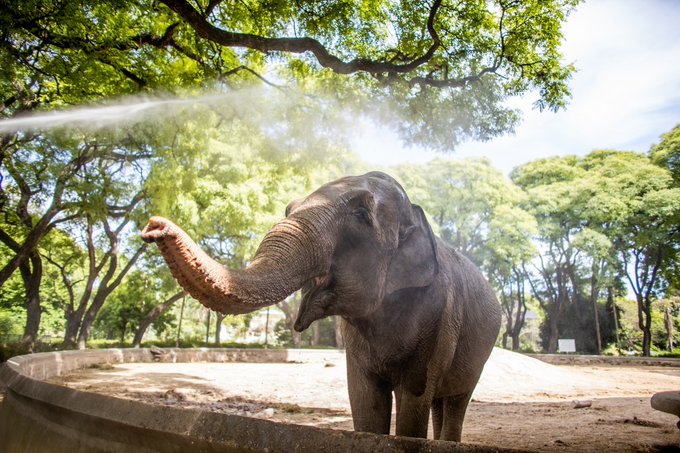 Elefanta viajará de Argentina a Brasil por una vida mejor