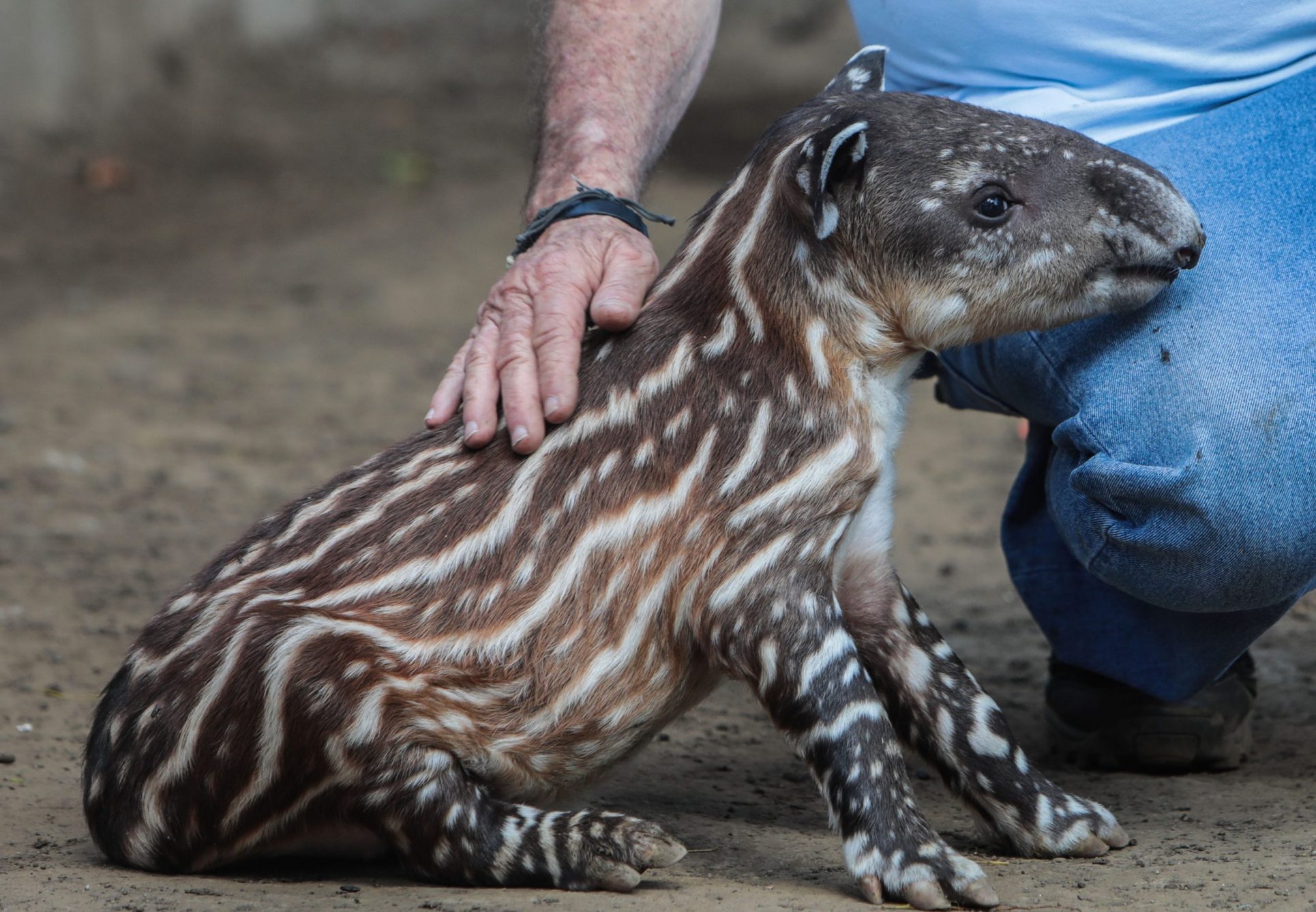 Nace en Nicaragua “Valentina”, una tapir símbolo de la lucha por la conservación de la especie