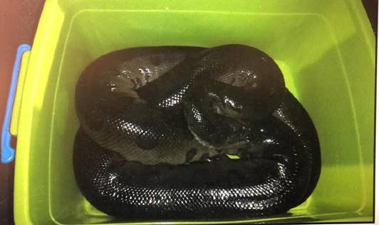 Recuperan anaconda en Heredia, que iba ser vendida por internet