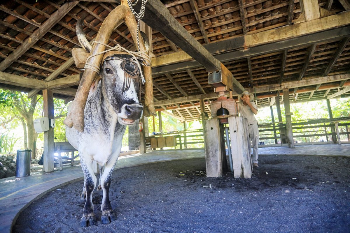 Hacienda El Viejo: fauna única, costumbres costarricenses y producción de ron, todo en Guanacaste