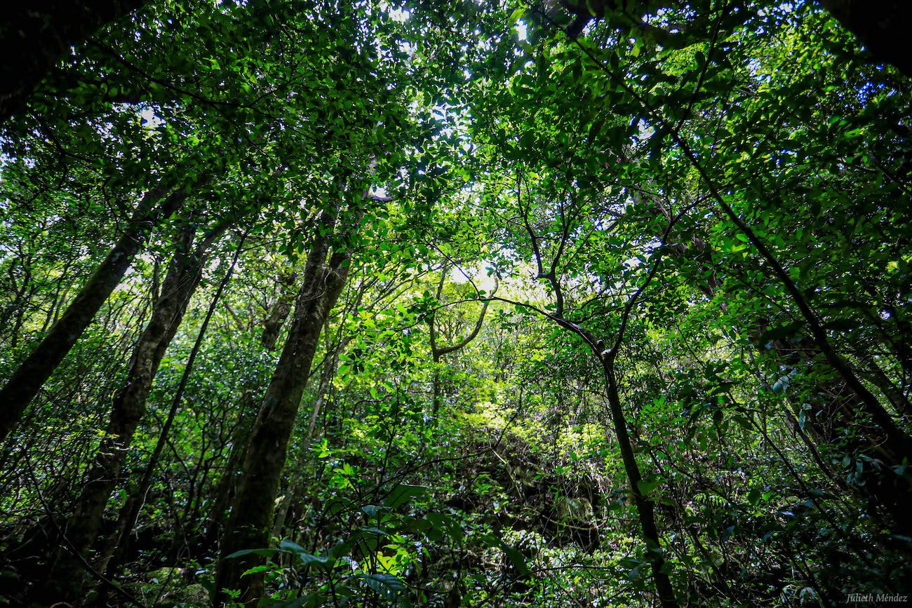 (Video) Familia británica recreó el bosque tropical de Costa Rica en su casa tras cancelar viaje por COVID-19