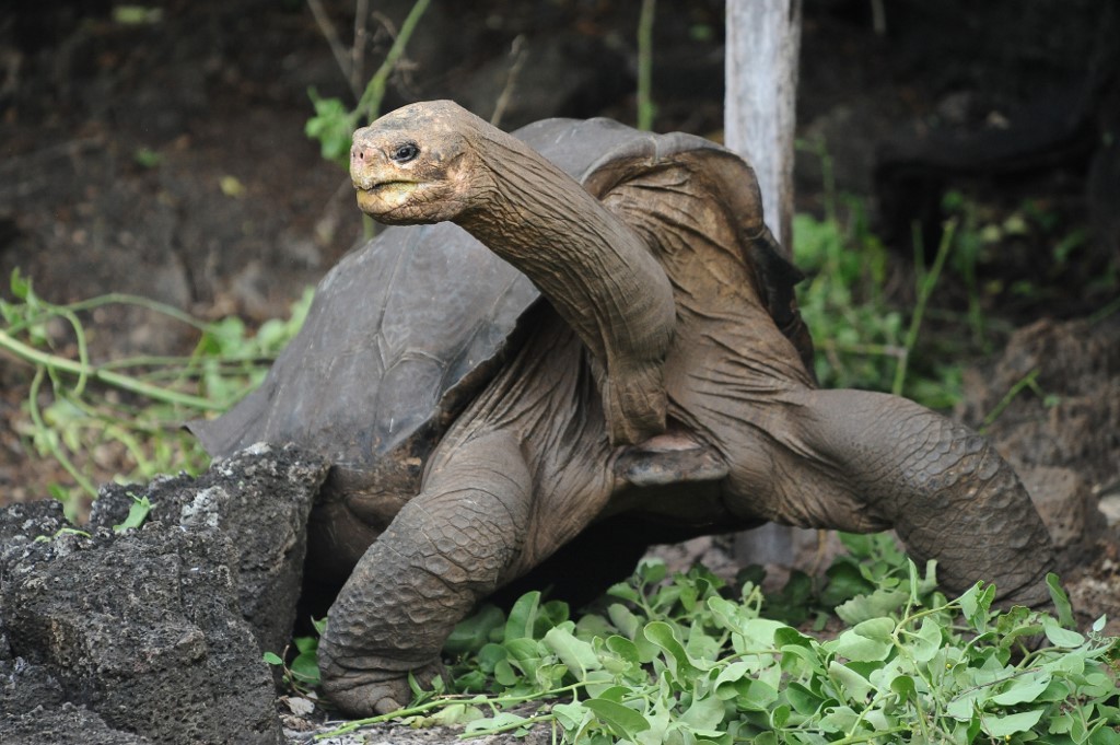 Hallan en Galápagos tortuga emparentada con la especie del Solitario George