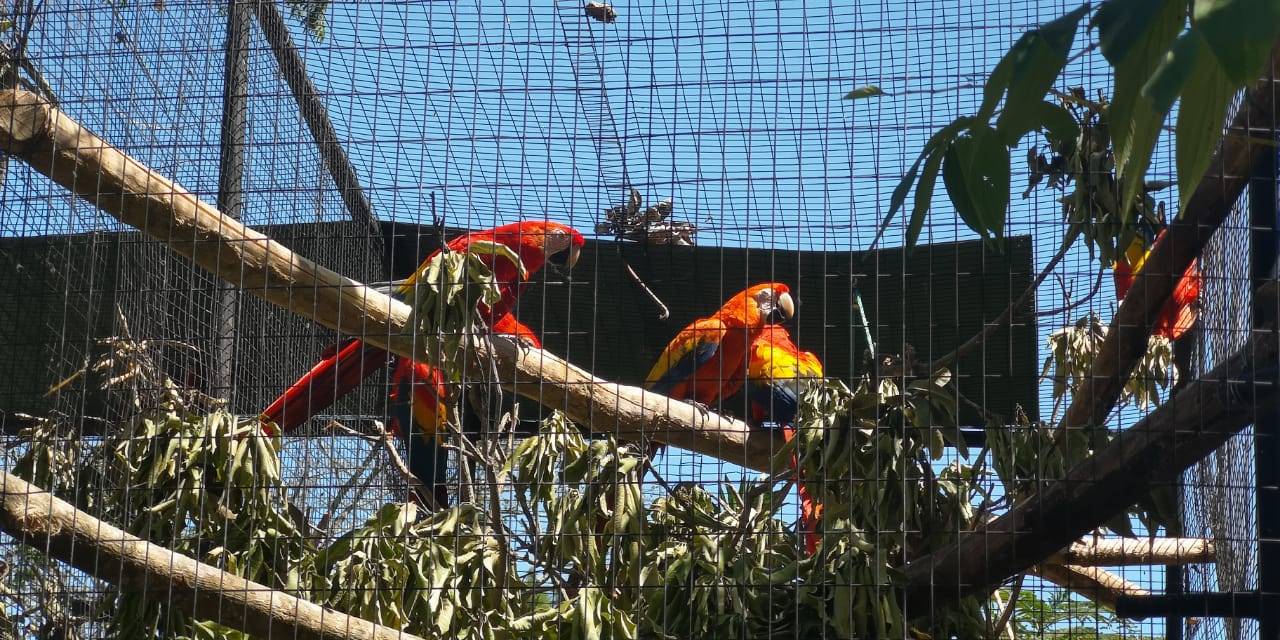 10 lapas rojas fueron trasladadas al Zoo Ave por cierre de un centro de animales en Tortuguero