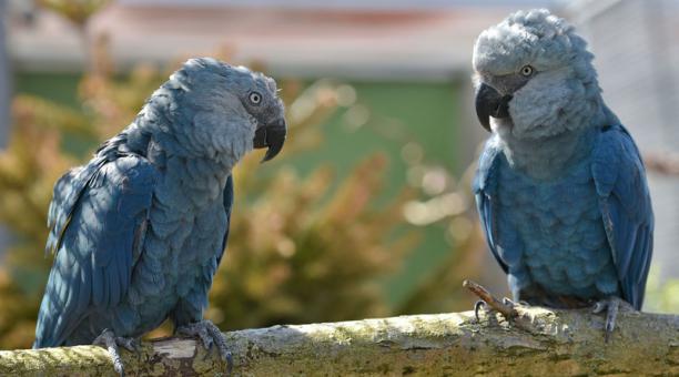 Extintas en estado salvaje, guacamayas azules regresan a Brasil