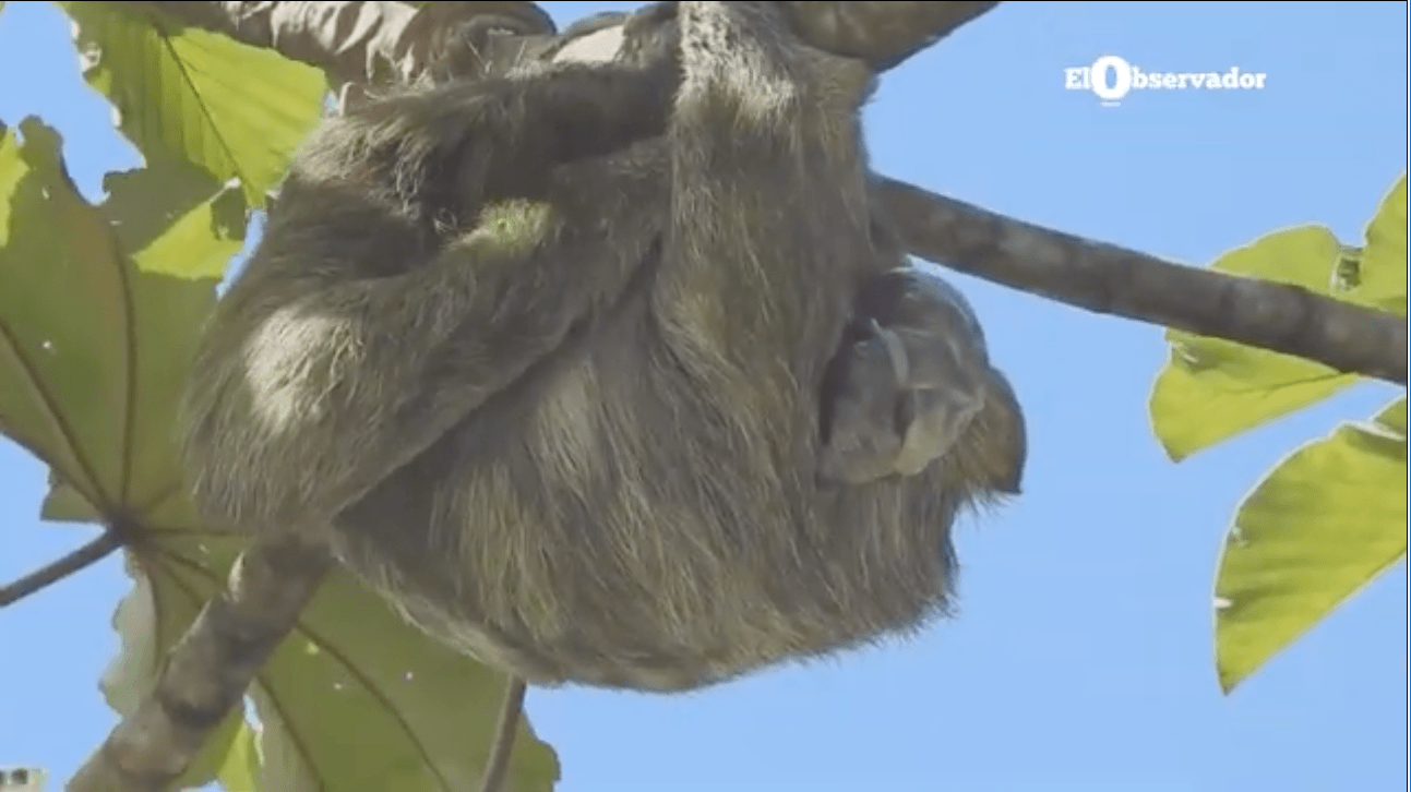 Video captó cuando perezosa dio a luz en lo alto de un árbol en San Carlos