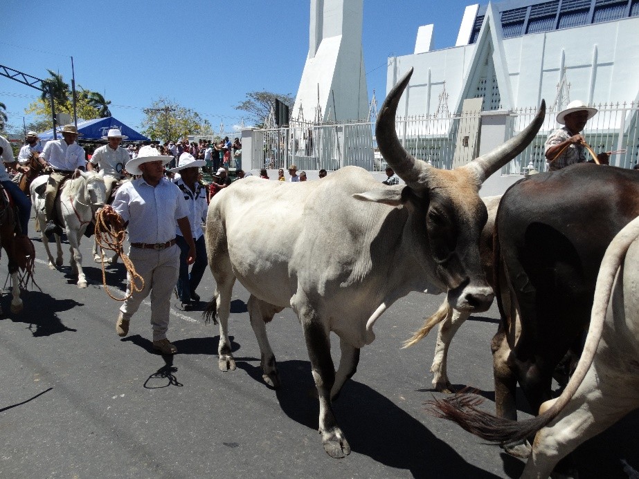 Hoy Liberia festejará su tope de toros, patrimonio cultural del país