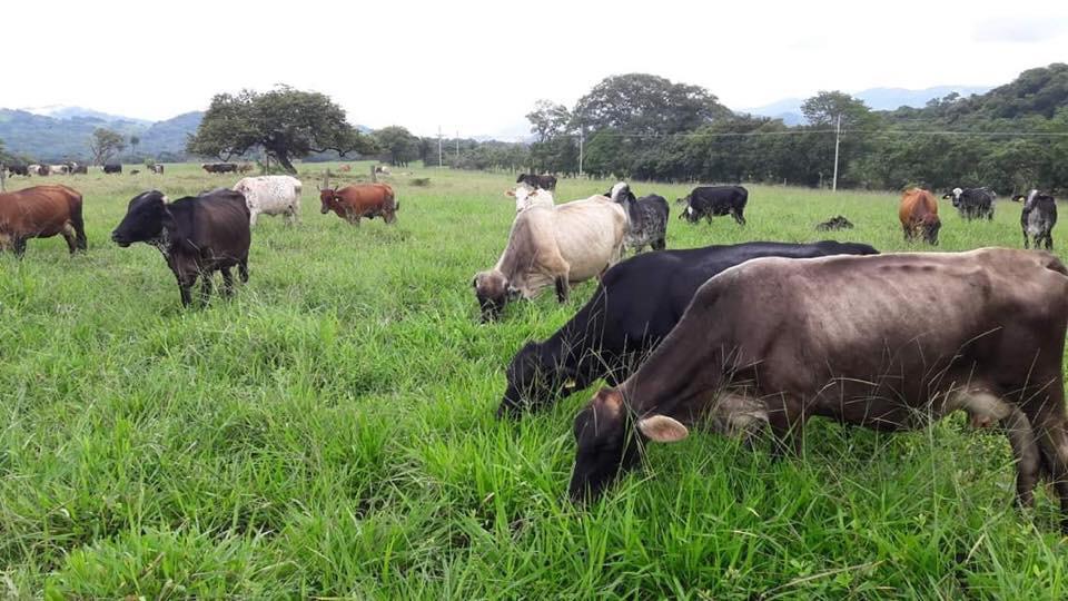 Autoridades recomiendan a ganaderos descartar los animales que no puedan alimentar correctamente en época seca