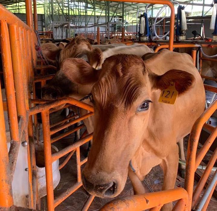 Bloqueos ponen en peligro más del 40% de producción de leche del país