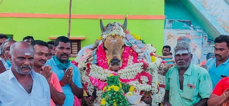 Pueblo de la India desafía el confinamiento por coronavirus para enterrar a un venerado toro
