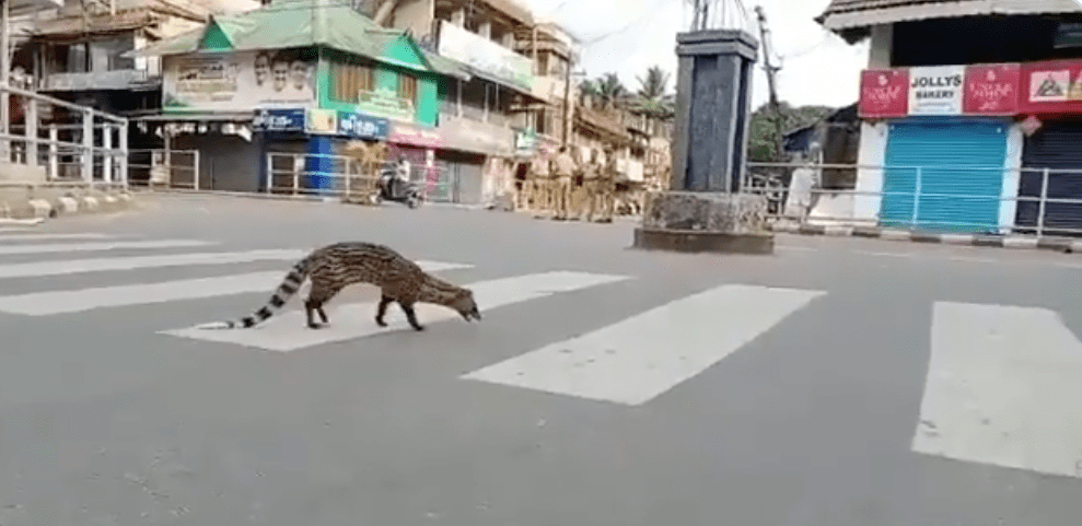 En la India confinada los animales se apropian de las calles