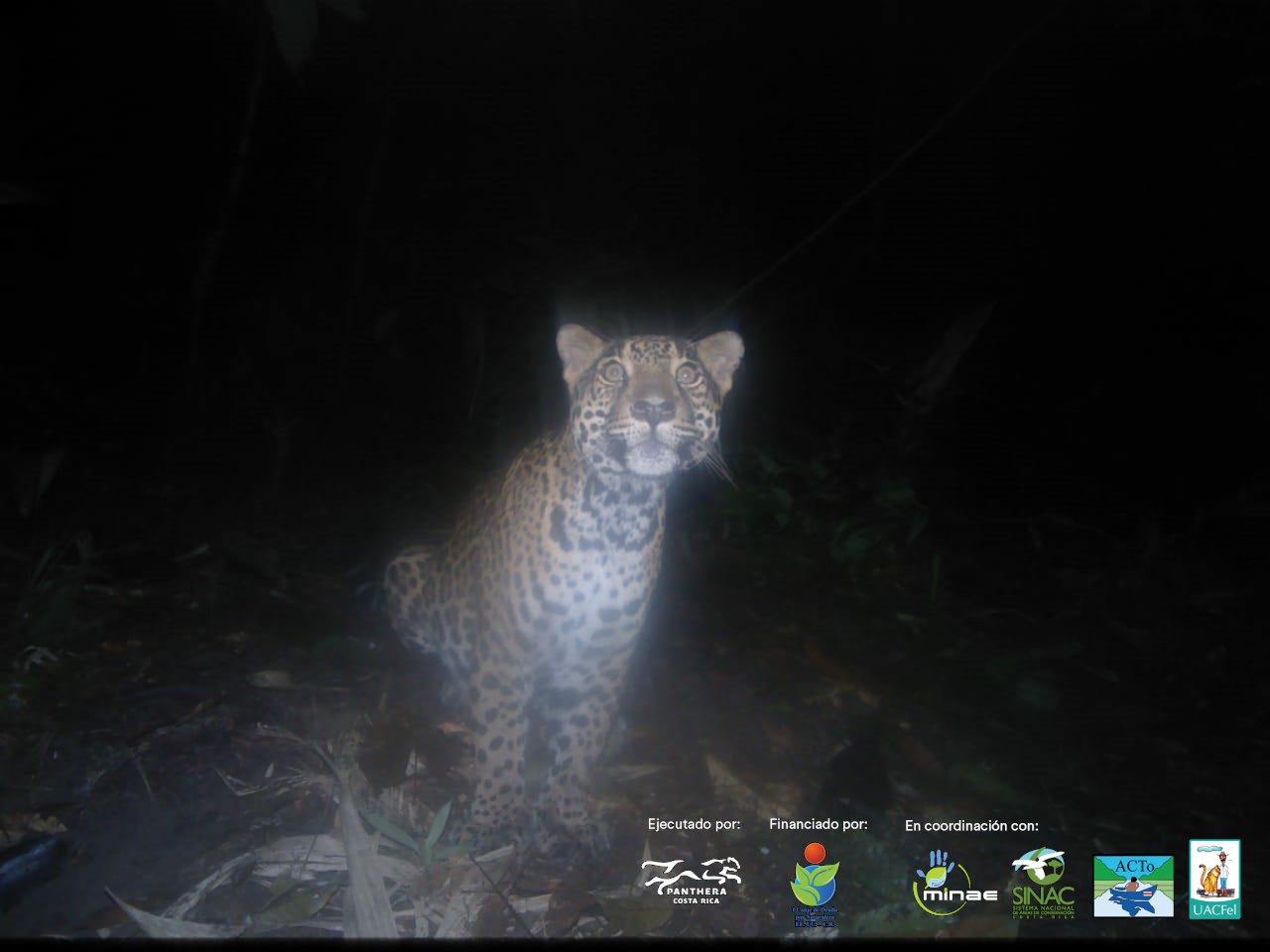 Comunidad en Pococí logra disminuir ataques de jaguares al ganado