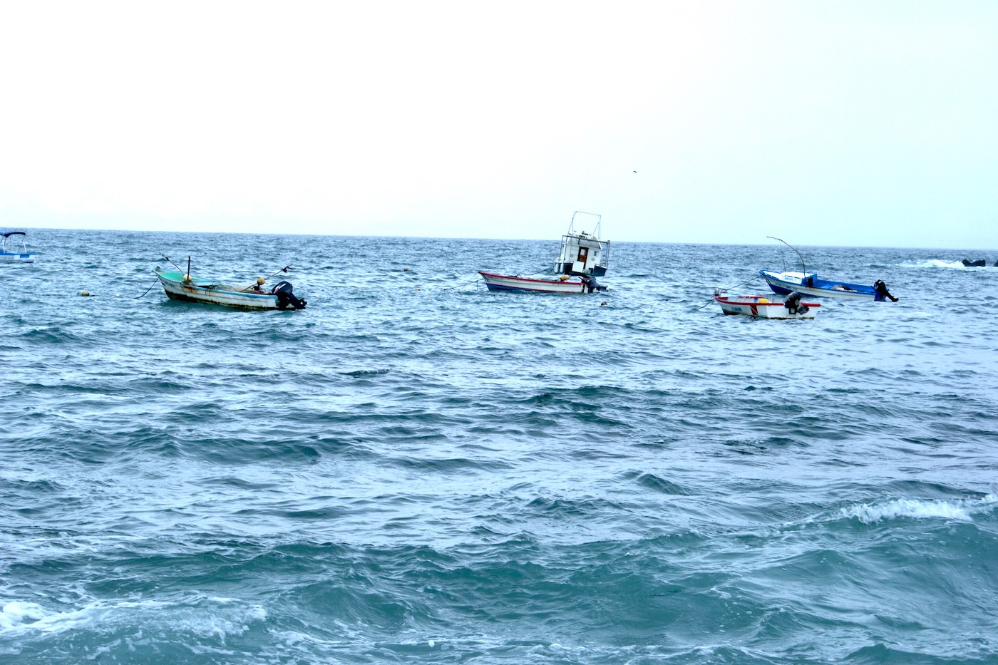 Pese a marea roja en Pacífico, Senasa garantiza que no hay riesgo en consumir productos marinos