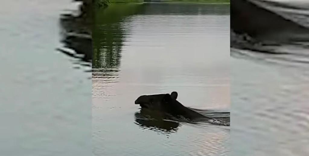 (Video) En pleno patrullaje, Guardacostas se topan con danta nadando en Barra del Colorado