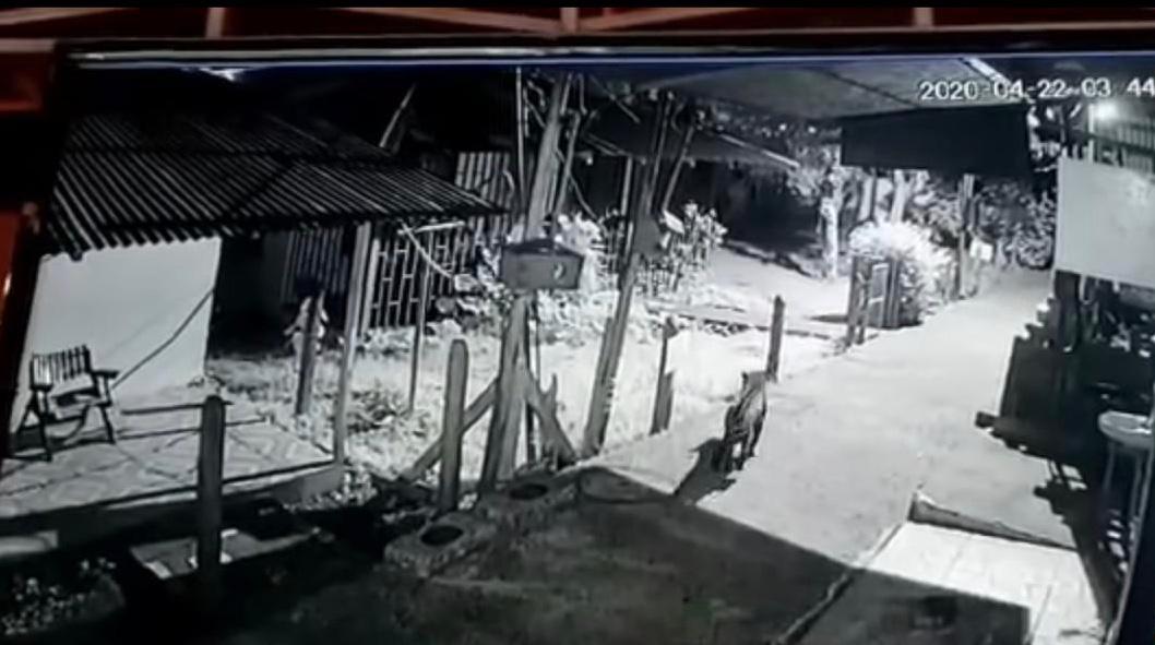 Cámara de seguridad capta a jaguar rondando por calle de Tortuguero