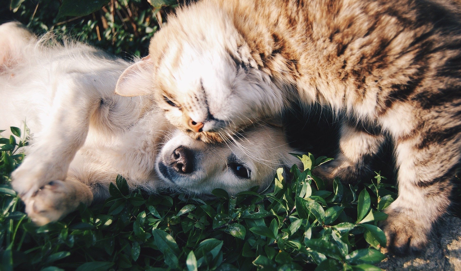 Certificación pet friendly, ¿qué es y como los negocios, mascotas y dueños se beneficiarían?