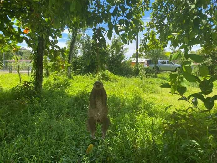Crueldad en Cariari: encuentran a perezoso ahorcado en un árbol