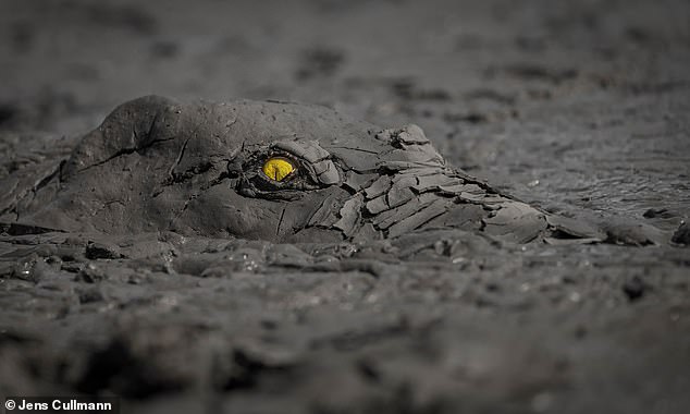 Muerte de cocodrilo en río Cañas fue autorizada por el Sinac: conozca el motivo