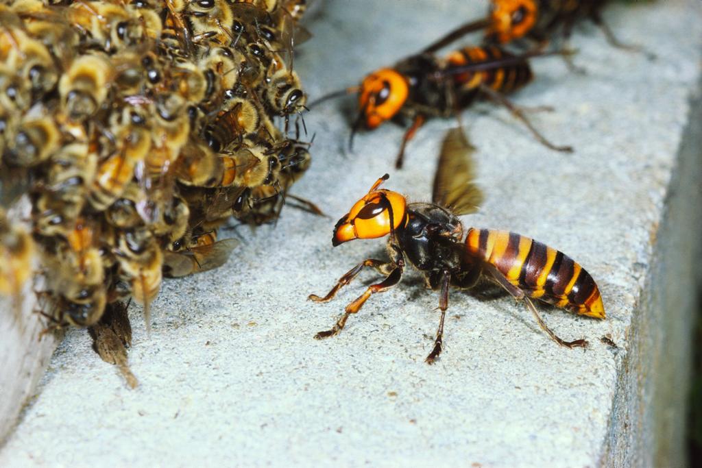 ¿Qué se sabe del “avispón asesino” y su potencial impacto en las abejas de Costa Rica?