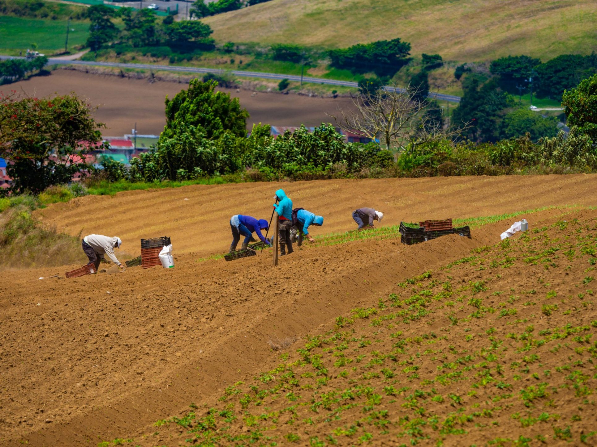 Alto costo y escasez de fertilizantes ponen en riesgo producción agrícola de Costa Rica