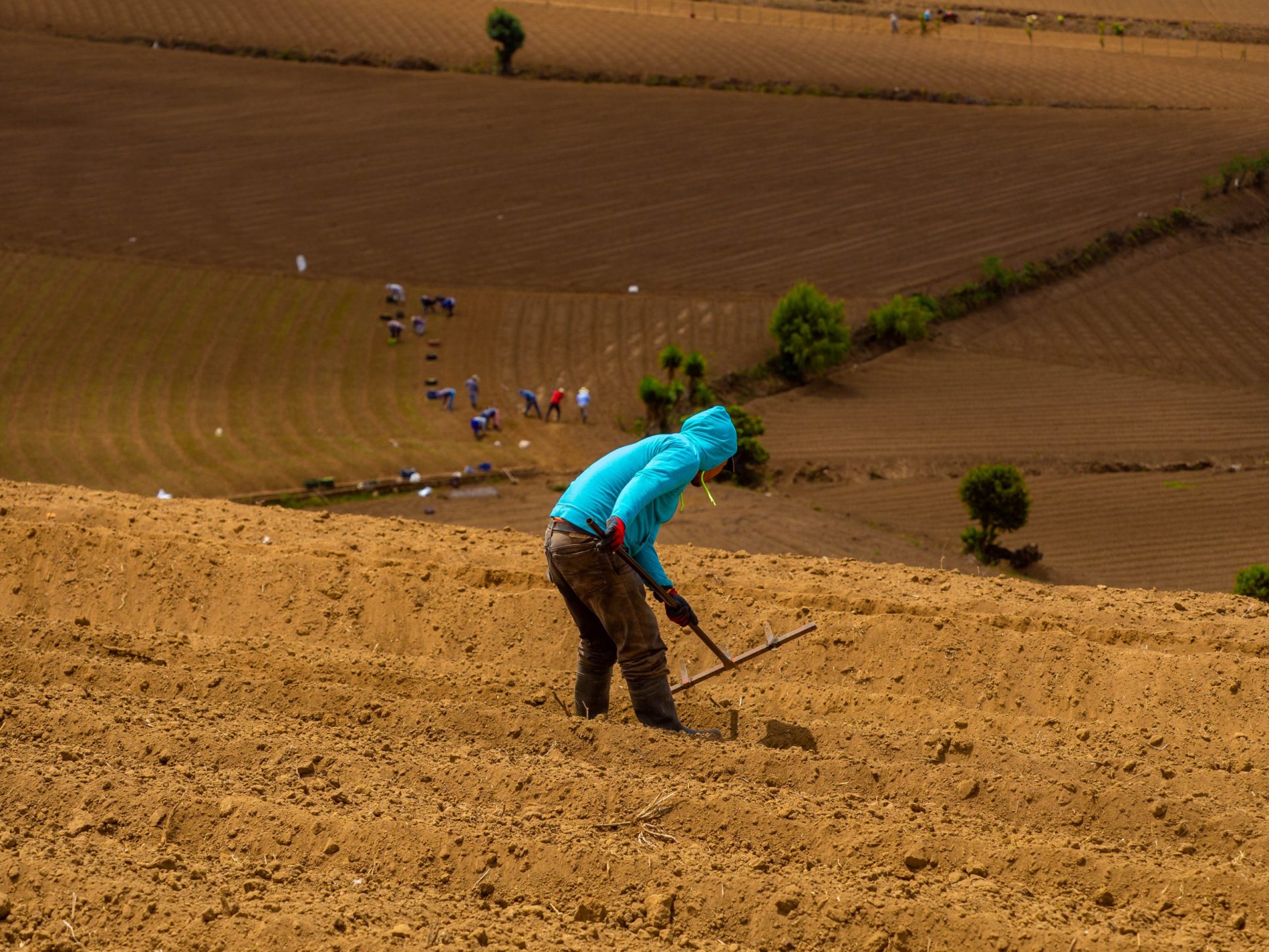 Empresas agrícolas con trabajadores migrantes irregulares se expondrán a multas desde setiembre