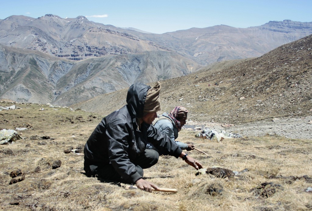 Coronavirus impide cosecha del “viagra del Himalaya” en Nepal
