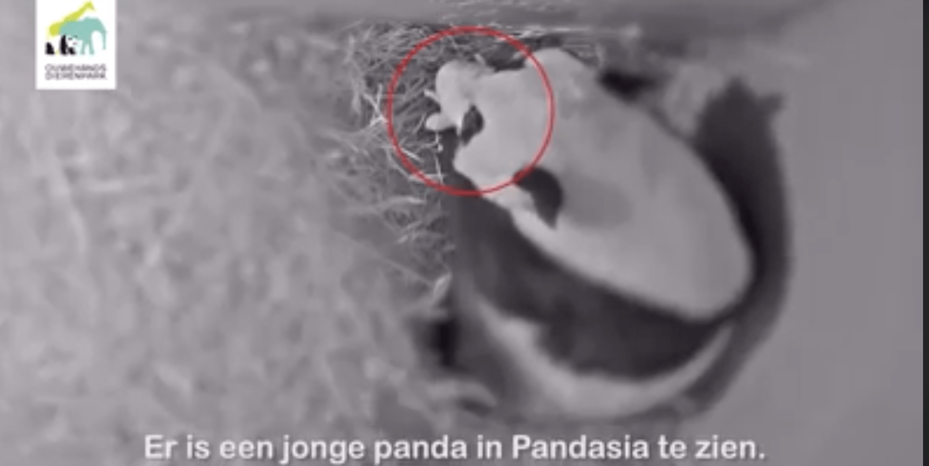 En Holanda nace el primer panda gigante en el zoológico de Ouwehands