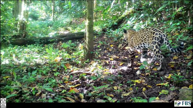 Cámaras trampa captan la biodiversidad guanacasteca: chanchos de monte, dantas y un jaguar desfilan ante sus lentes