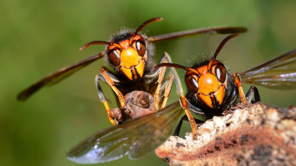 “Avispón asesino”: autoridades de Costa Rica piden alertar sobre presencia de insecto en el país