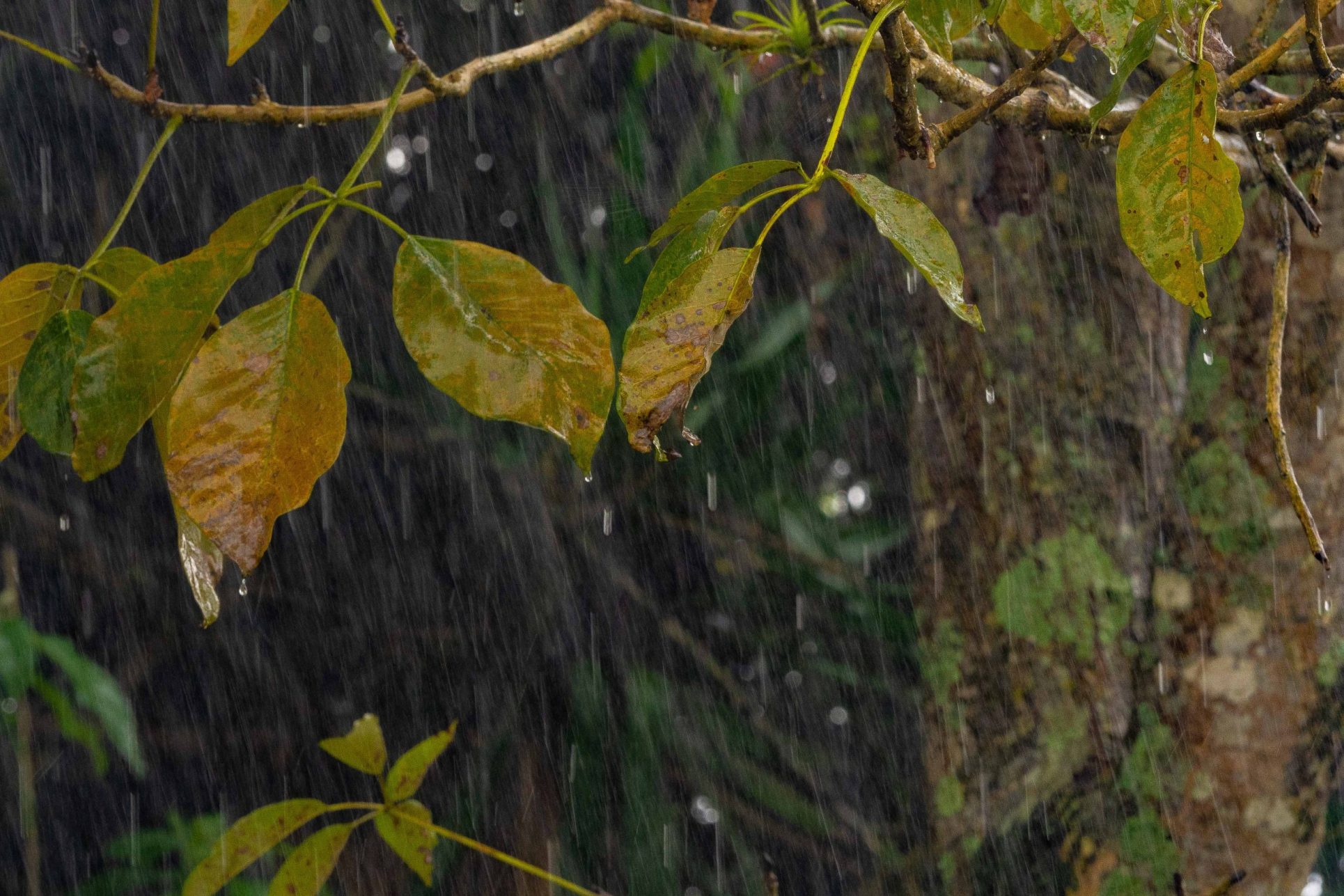 Onda tropical deja 18 incidentes por lluvias en las últimas 24 horas, CNE mantiene alerta verde