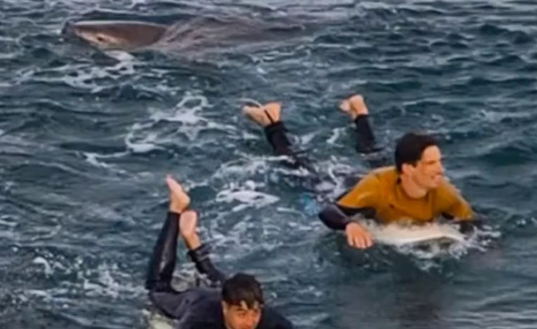 (Video) Surfista asegura que sobrevivió al ataque de un tiburón a puñetazos en Australia