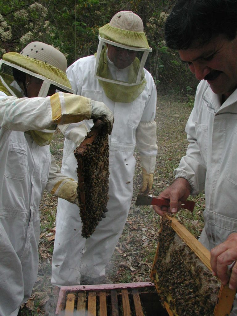 abejas Costa Rica