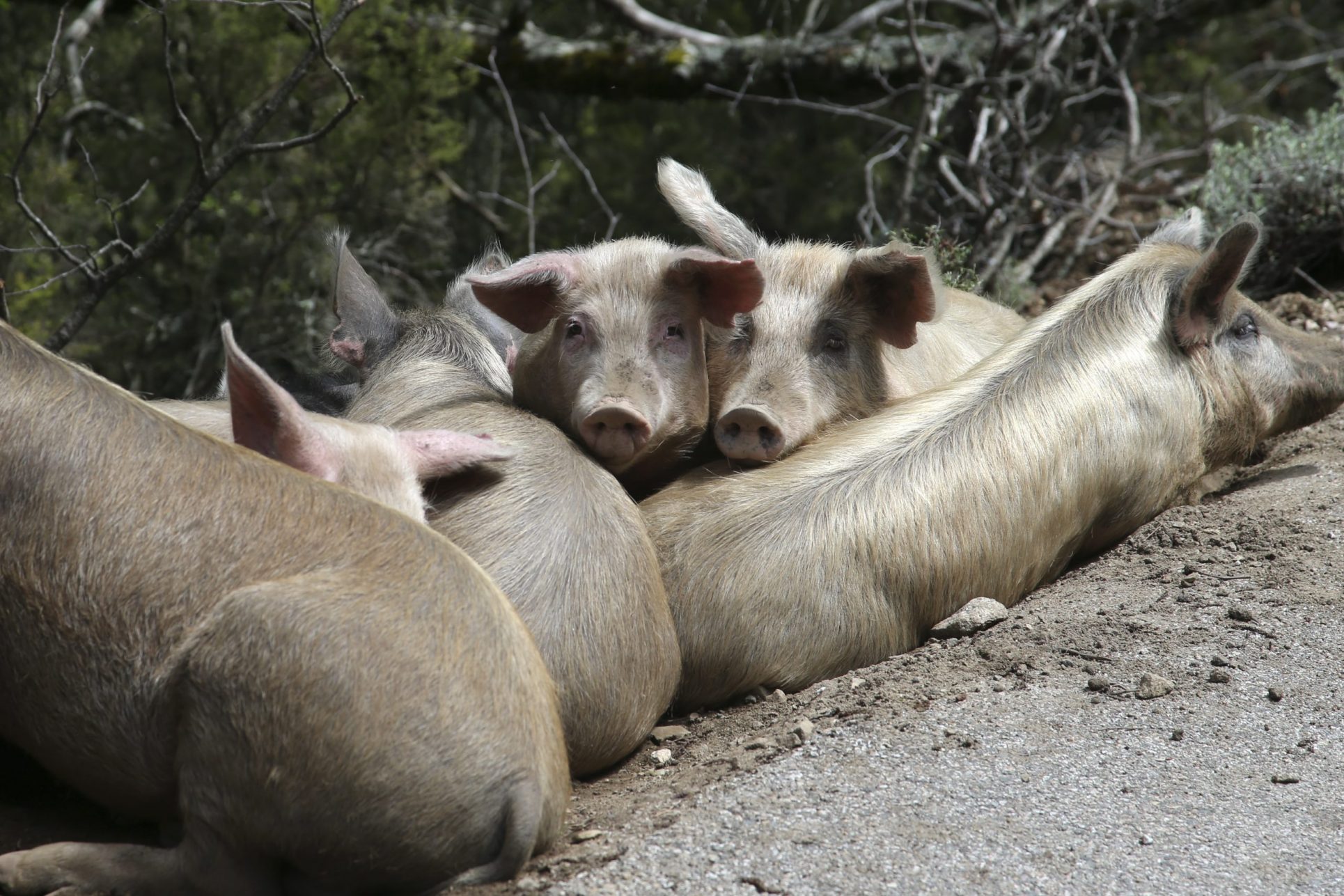 Peste porcina africana ‘aterrizó’ en el continente americano; varios países anuncian medidas