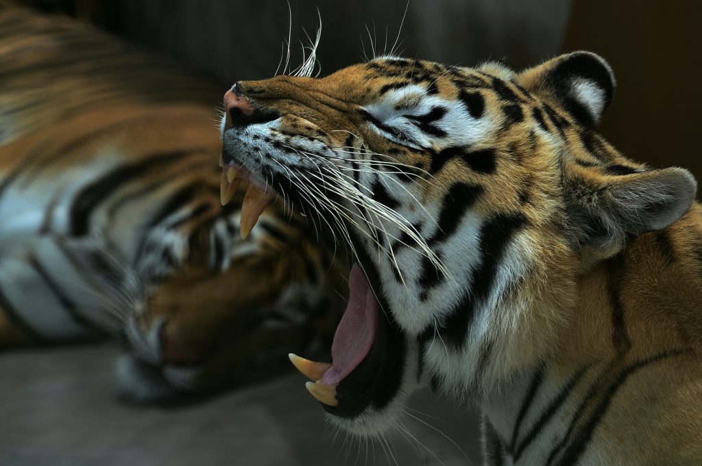 Tigres bengala Honduras