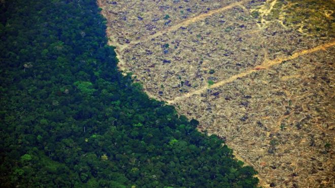 Los 10 países que perdieron más bosque virgen en el mundo (y 5 están en América Latina)