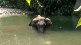 El terrible caso de la elefanta embarazada que murió tras comer fruta con explosivos en India