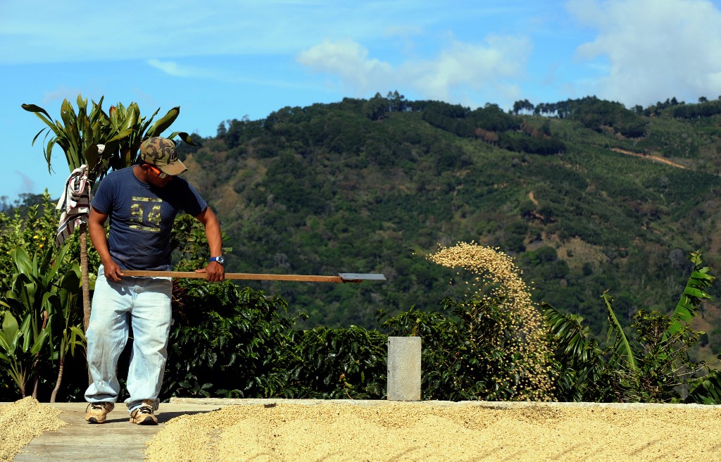 Costa Rica haría apertura “excepcional y controlada” de la frontera Norte para recolectar café