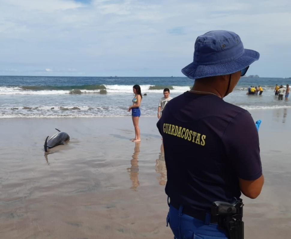 (VIDEO) Bomberos, Guardacostas y voluntarios intentaron sin éxito salvar vidas a delfín y su cría en Flamingo