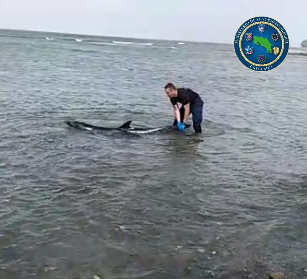 Delfín fue rescatado por guardacostas que vigilan frontera con Nicaragua