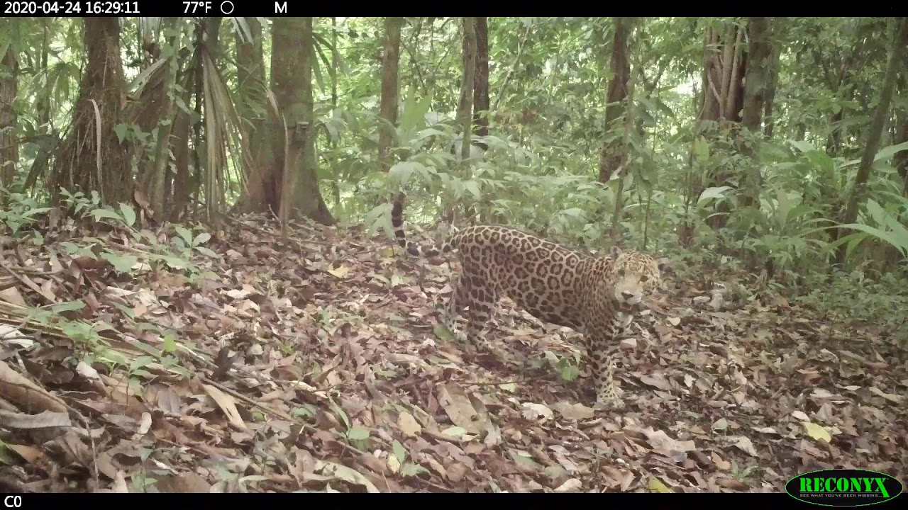 Cámaras captan a un jaguar joven en Corcovado
